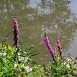 2309F 130 Aisch Radweg